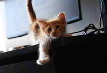 VIOLA, Katze, Europäisch Kurzhaar in Zypern - Bild 3