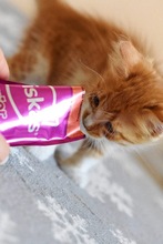 VIOLA, Katze, Europäisch Kurzhaar in Zypern - Bild 4