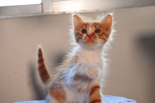 VIOLA, Katze, Europäisch Kurzhaar in Zypern - Bild 5