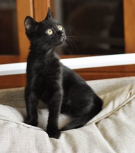 MONICA, Katze, Europäisch Kurzhaar in Zypern - Bild 1
