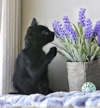MONICA, Katze, Europäisch Kurzhaar in Zypern - Bild 2