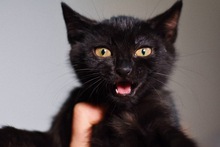 MONICA, Katze, Europäisch Kurzhaar in Zypern - Bild 3