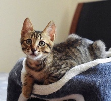 RALF, Katze, Europäisch Kurzhaar in Zypern - Bild 1