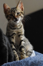 RALF, Katze, Europäisch Kurzhaar in Zypern - Bild 4