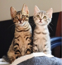 RALF, Katze, Europäisch Kurzhaar in Zypern - Bild 5
