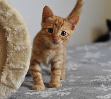 FOXY, Katze, Europäisch Kurzhaar in Zypern - Bild 1