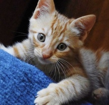FOXY, Katze, Europäisch Kurzhaar in Zypern - Bild 2