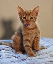 FOXY, Katze, Europäisch Kurzhaar in Zypern - Bild 3