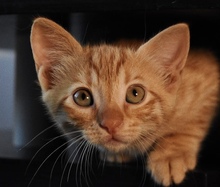 FOXY, Katze, Europäisch Kurzhaar in Zypern - Bild 4
