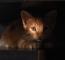 FOXY, Katze, Europäisch Kurzhaar in Zypern - Bild 5