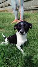 EVI, Hund, Mischlingshund in Ungarn - Bild 1