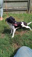 EVI, Hund, Mischlingshund in Ungarn - Bild 3