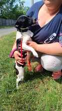 EVI, Hund, Mischlingshund in Ungarn - Bild 4