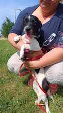 EVI, Hund, Mischlingshund in Ungarn - Bild 5