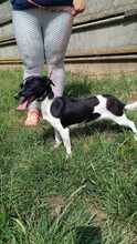 EVI, Hund, Mischlingshund in Ungarn - Bild 6
