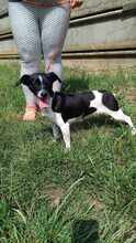 EVI, Hund, Mischlingshund in Ungarn - Bild 7