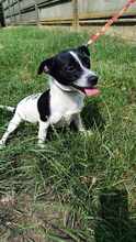 ADI, Hund, Mischlingshund in Ungarn - Bild 1