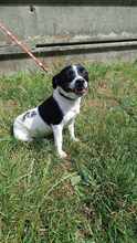 ADI, Hund, Mischlingshund in Ungarn - Bild 2