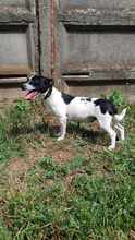 ADI, Hund, Mischlingshund in Ungarn - Bild 5