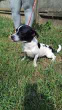 ADI, Hund, Mischlingshund in Ungarn - Bild 6