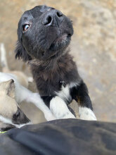 ASTER, Hund, Mischlingshund in Rumänien - Bild 2
