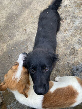 ASTER, Hund, Mischlingshund in Rumänien - Bild 3