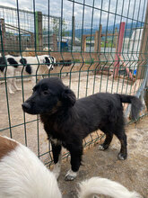 ASTER, Hund, Mischlingshund in Rumänien - Bild 4