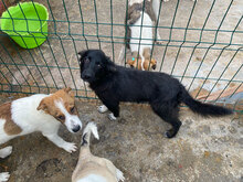 ASTER, Hund, Mischlingshund in Rumänien - Bild 5