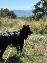 ASTER, Hund, Mischlingshund in Warburg