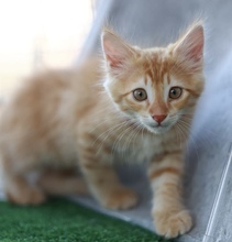 CHIPSIK, Katze, Europäisch Kurzhaar in Belgien - Bild 1