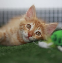 CHIPSIK, Katze, Europäisch Kurzhaar in Belgien - Bild 2