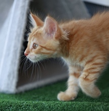 CHIPSIK, Katze, Europäisch Kurzhaar in Belgien - Bild 3