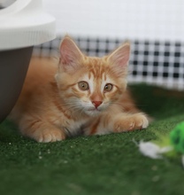 CHIPSIK, Katze, Europäisch Kurzhaar in Belgien - Bild 4