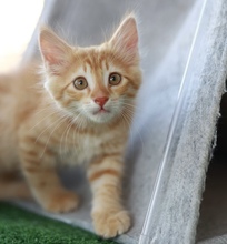 CHIPSIK, Katze, Europäisch Kurzhaar in Belgien - Bild 5