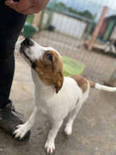 ARNIT, Hund, Mischlingshund in Rumänien - Bild 1