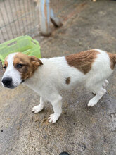 ARNIT, Hund, Mischlingshund in Rumänien - Bild 2