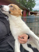 ARNIT, Hund, Mischlingshund in Rumänien - Bild 3