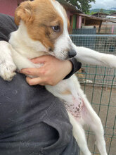 ARNIT, Hund, Mischlingshund in Rumänien - Bild 4