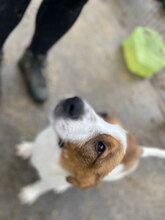 ARNIT, Hund, Mischlingshund in Rumänien - Bild 6