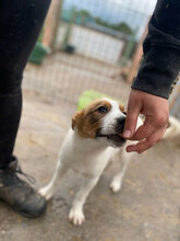 ARNIT, Hund, Mischlingshund in Rumänien - Bild 7