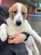 ARNIT, Hund, Mischlingshund in Rumänien - Bild 8