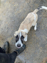 ANTHEA, Hund, Mischlingshund in Rumänien - Bild 11
