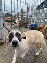 ANTHEA, Hund, Mischlingshund in Rumänien - Bild 12
