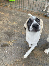 ANTHEA, Hund, Mischlingshund in Rumänien - Bild 13