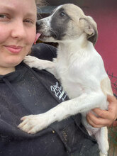ANTHEA, Hund, Mischlingshund in Rumänien - Bild 2