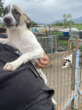 ANTHEA, Hund, Mischlingshund in Rumänien - Bild 4