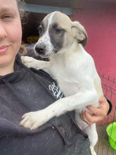 ANTHEA, Hund, Mischlingshund in Rumänien - Bild 5