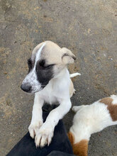 ANTHEA, Hund, Mischlingshund in Rumänien - Bild 7