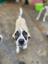 ANTHEA, Hund, Mischlingshund in Rumänien - Bild 9
