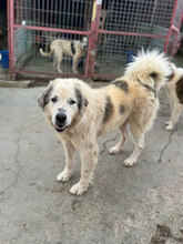 TARIK, Hund, Herdenschutzhund in Rumänien - Bild 1